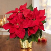 Poinsettia-pic-2024